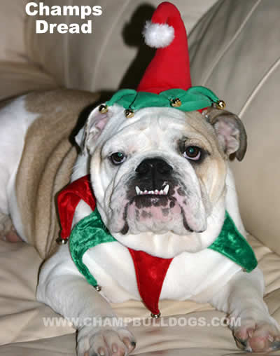 English Bulldog pictures here